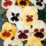 06����ﲥ����ɫ������������ר����