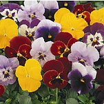 06����ﲥ����ɫ������������ר����