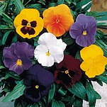 06����ﲥ����ɫ������������ר����