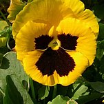 06����ﲥ����ɫ������������ר����