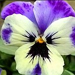 06����ﲥ����ɫ������������ר����