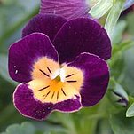 06����ﲥ����ɫ������������ר����