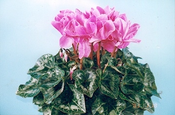 �������ɿ�����