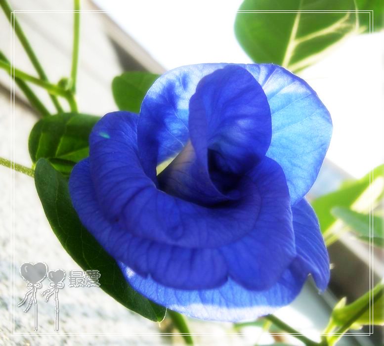 ��������ذ��������