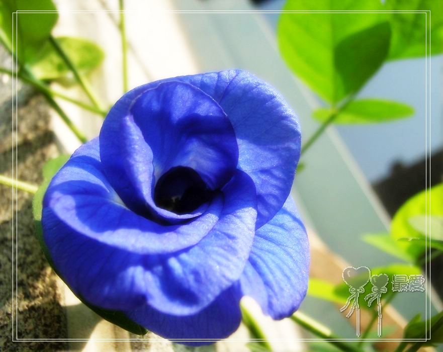 ��������ذ��������