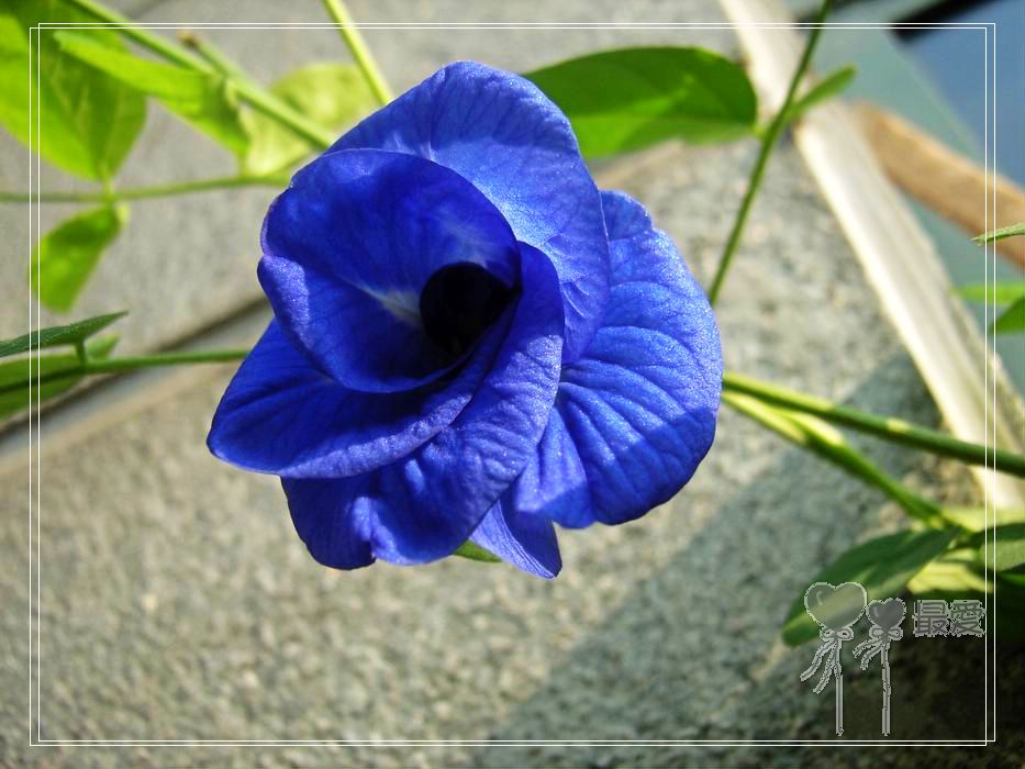 ��������ذ��������