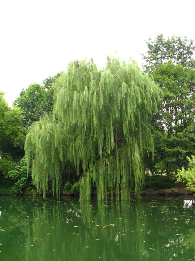 �����ҹ�