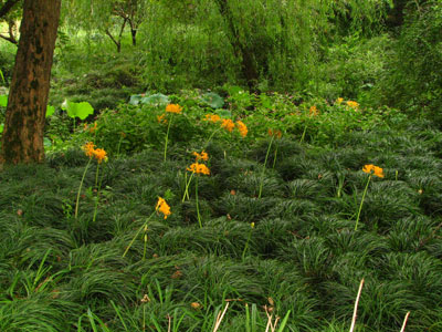 �����ҹ�