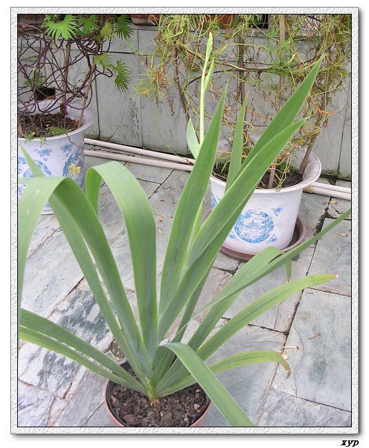 ��ɿ�����yhjaen��������