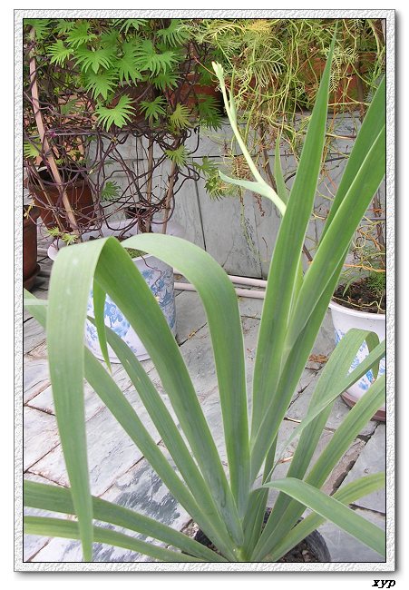 ��ɿ쿪���ˣ�yhjane��������