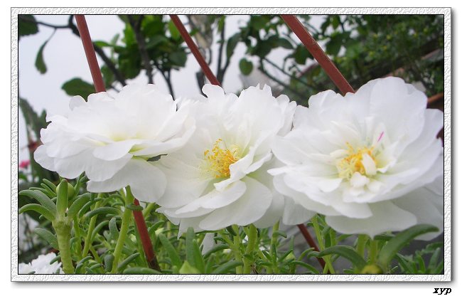 ���ĵ�̫����