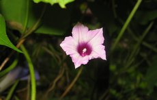 ţ���ܡ���ǣţ�ࣨ�������ͼ��