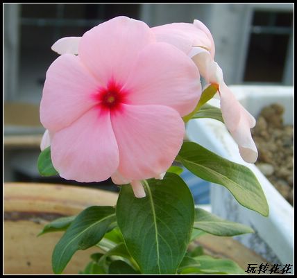 ϲ�����մ������������