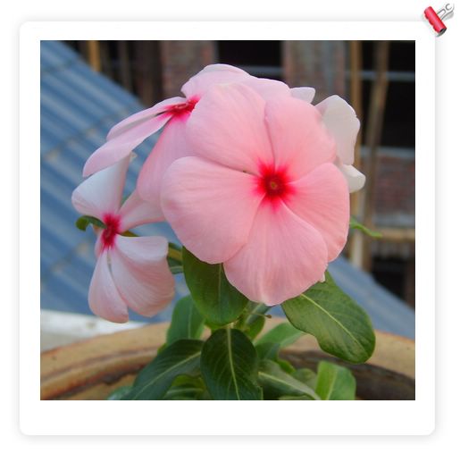 ϲ�����մ������������