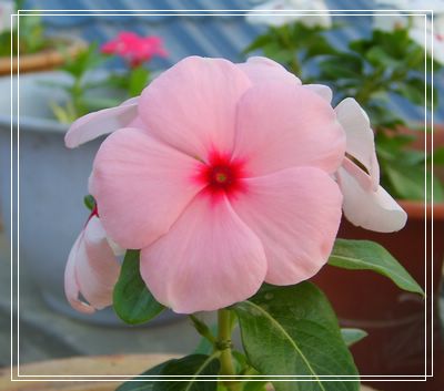 ϲ�����մ������������