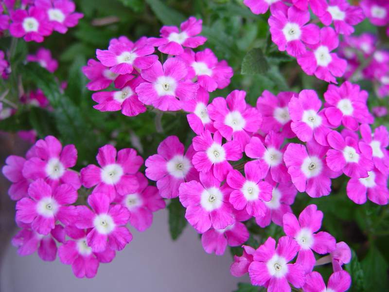 ����,�����������ݱ�ƪ