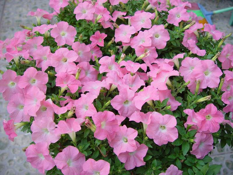 ����,�����������ݱ�ƪ