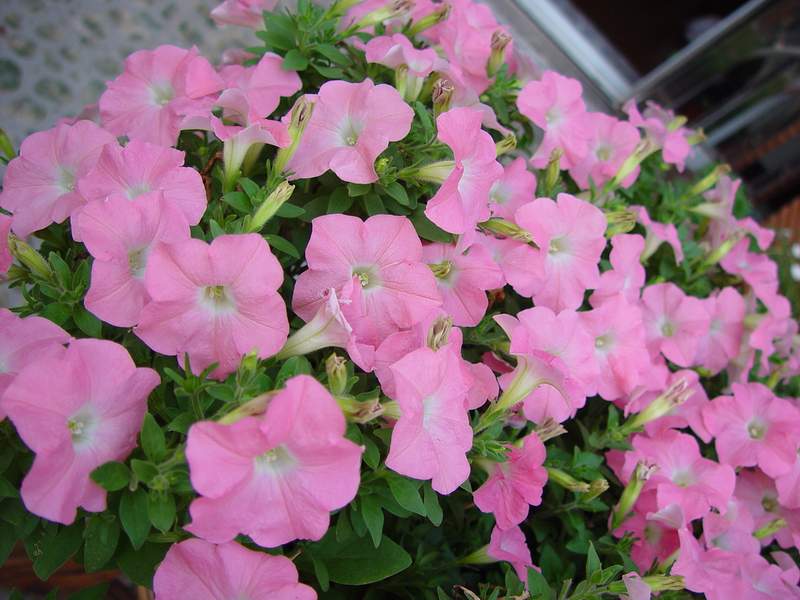 ����,�����������ݱ�ƪ