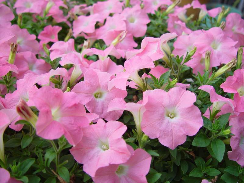 ����,�����������ݱ�ƪ