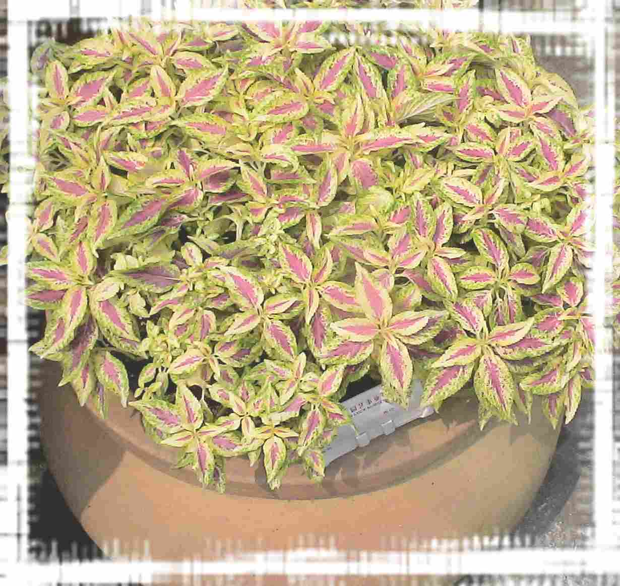 ���ݻ��ܲ�������֮��.