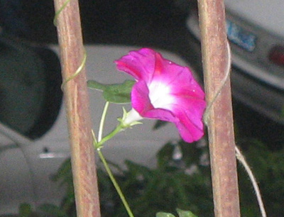 �ﲥҲ���......P13