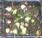 �ﲥҲ���......P13