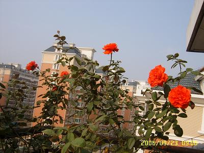 �ҵ����¼�(����ͼƬ)