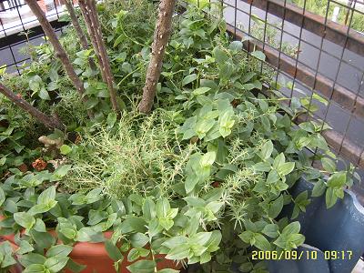 �ҵ����¼�(����ͼƬ)