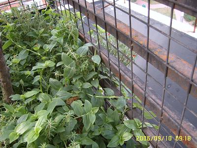 �ҵ����¼�(����ͼƬ)