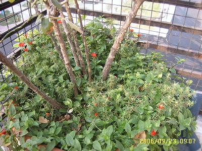 �ҵ����¼�(����ͼƬ)