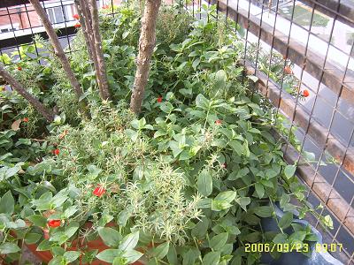 �ҵ����¼�(����ͼƬ)