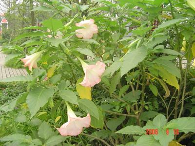 ��ʹ�ĺŽǣ���٢�ޣ�