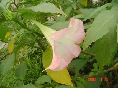 ��ʹ�ĺŽǣ���٢�ޣ�