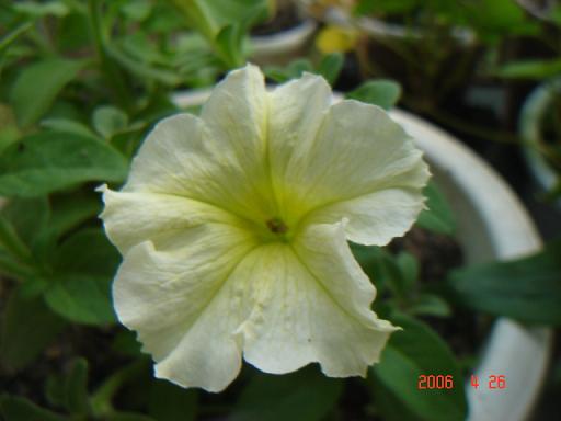 ţ����~~��ţ��(�������ͼ)