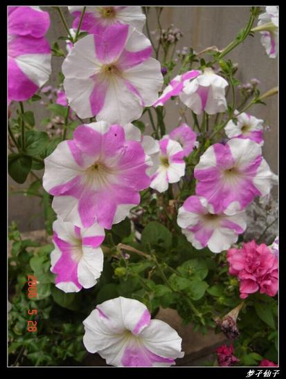 ţ����~~��ţ��(�������ͼ)