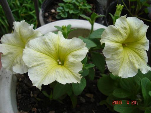 ţ����~~��ţ��(�������ͼ)