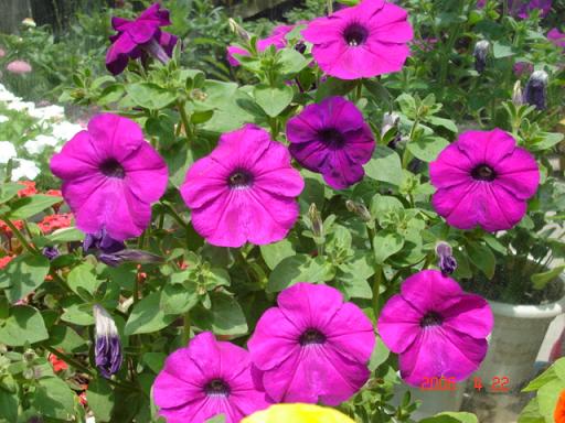 ţ����~~��ţ��(�������ͼ)