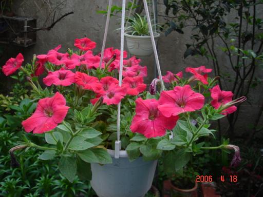 ţ����~~��ţ��(�������ͼ)