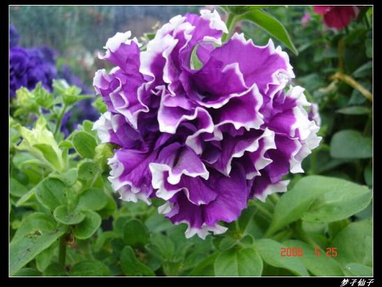 ţ����~~��ţ��(�������ͼ)