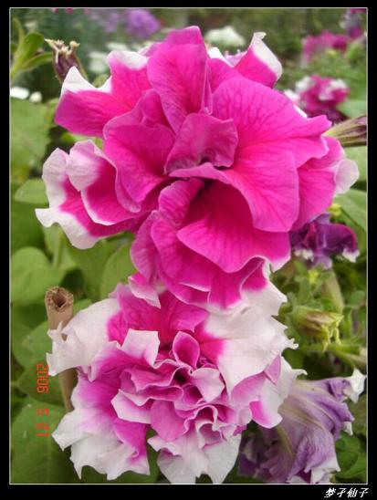 ţ����~~��ţ��(�������ͼ)