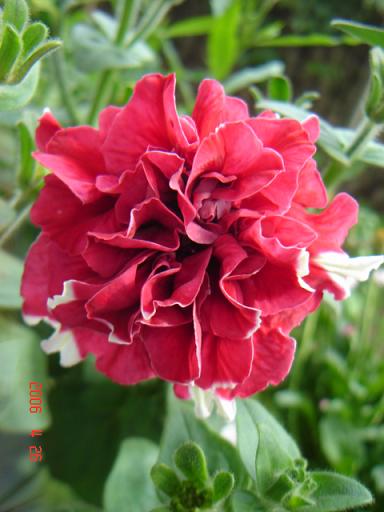 ţ����~~��ţ��(�������ͼ)