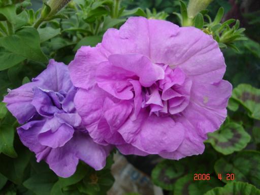 ţ����~~��ţ��(�������ͼ)