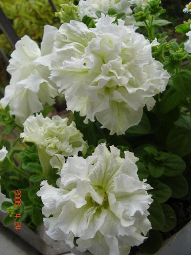 ţ����~~��ţ��(�������ͼ)