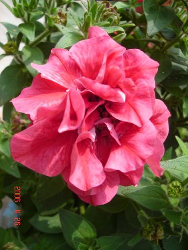 ţ����~~��ţ��(�������ͼ)