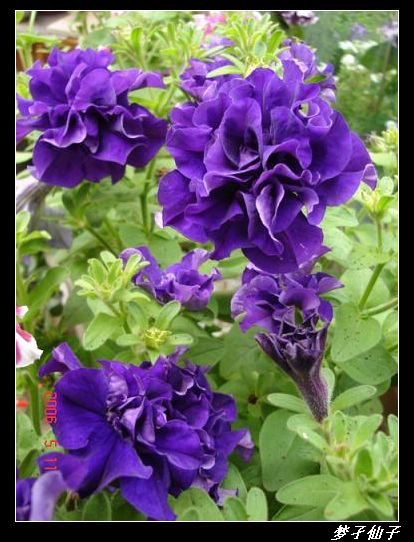 ţ����~~��ţ��(�������ͼ)