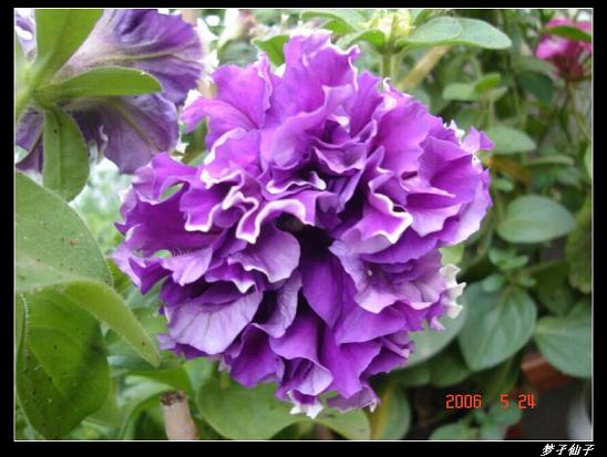 ţ����~~��ţ��(�������ͼ)