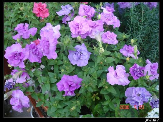 ţ����~~��ţ��(�������ͼ)