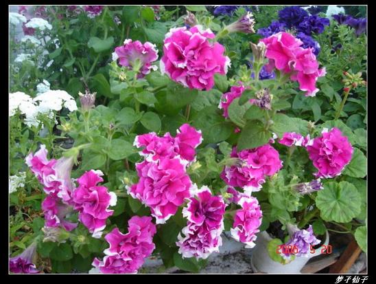 ţ����~~��ţ��(�������ͼ)