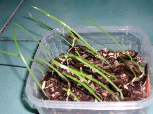H.calyptratum �G����ͦ ���N�o�