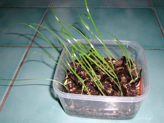 H.calyptratum �G����ͦ ���N�o�